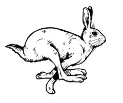 hase-tattoo-tanja-hehn-sw