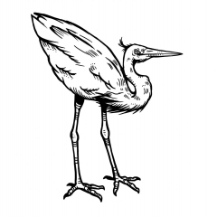 heron-tanja-hehn