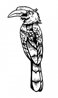 nashornvogel-tanja-hehn