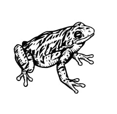tanja-hehn-frosch-tattoo