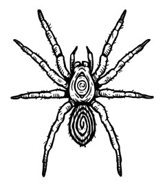 tanja-hehn-spinne-tattoo